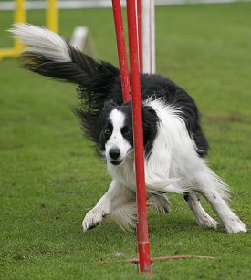 border-collie-esercizio-fisico