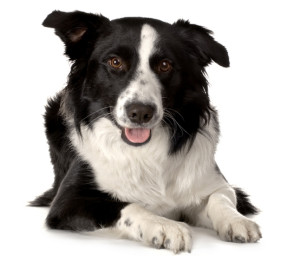 Breed-Border-Collie